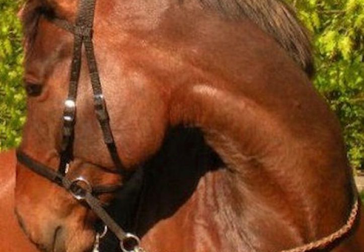 Nylon Headstall