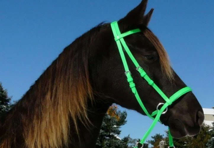 Beta Headstall - Bright Colors