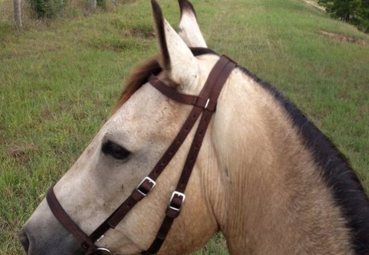 Nylon Bridles
