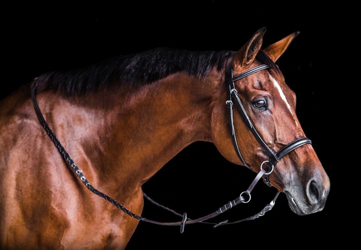 English Bridles